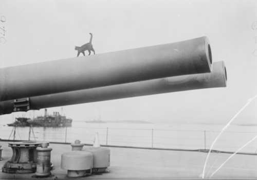 Ship’s cat walking along the guns of the HMS Elizabeth, 1915, World War I.