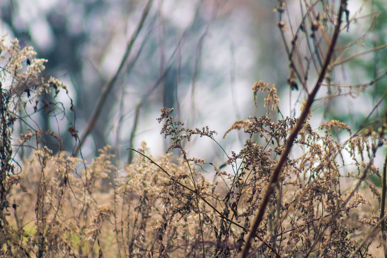 ampphoto:  A Simple Field