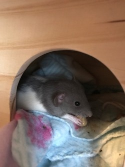 the-windy-kid: okay… so i HATE to ask this but i literally have no where else to go.  i adopted two rats from terrible conditions last week (kept in glass tanks, with cedar wood shaving… intact males kept with their intact female sisters) and i didn’t