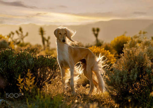 handsomedogs: Randy Schwartz | Saluki Dog in Desert Sunset