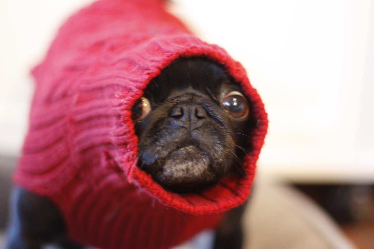 the-smolest-pug:  When your big pug neck doesn’t match your small pug body #pugproblems