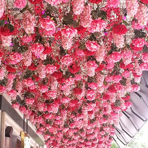Everything’s coming up roses! #Paris #Printemps #pink #roses