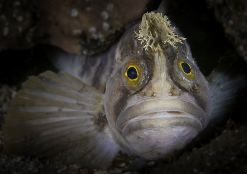 bobbycaputo:  The British Underwater Photography adult photos