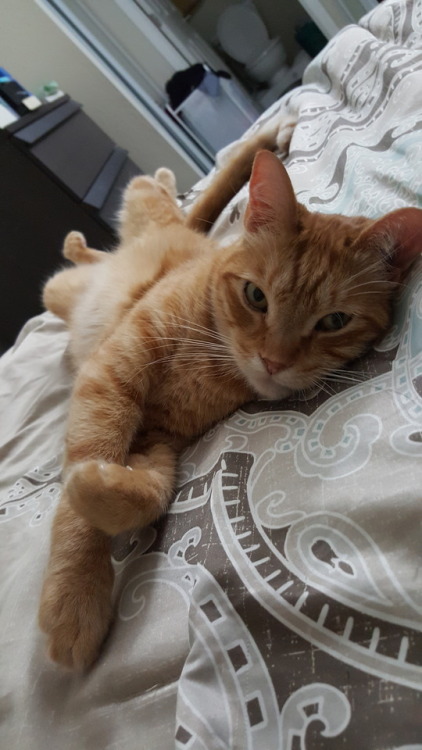 ohgoddammitrachelle: Tummy boy