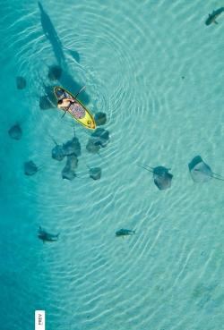 puretahiti:  PHOTO OF THE WEEK: SUP IN MOOREA dreaming of paddle boarding, sharks and rays? …Moorea is your answer 