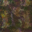 mycorrhizaloaksong