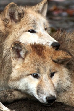 r2–d2:  hudsonbay wolf artis by (j.a.kok)