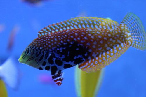 Their vibrant colors make these fish the art of the ocean!