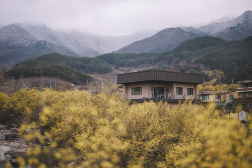 2022-03-20Spring, Cornus officinalisCanon EOS R3 + RF50mm f1.2LInstagram  |  hwantastic79vivid