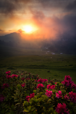 tulipnight:  Mountains flowers at sunset