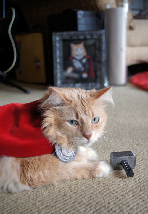 twoxheartedxdream:lookatthislittlething:sparkysmachine:I dressed my cat, Sir Didymus, up as Thor, to