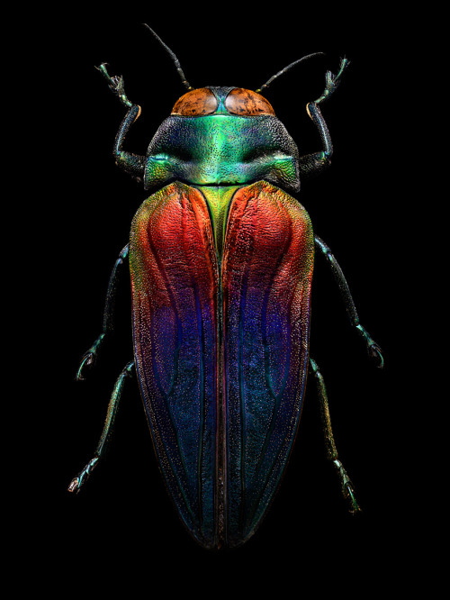 littlelimpstiff14u2: Microsculpture – The Insect photography of Levon Biss Microsculpture &nda