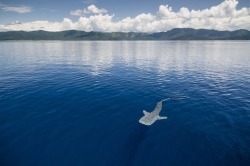 donutdoxy: mymodernmet: Majestic Whale Sharks