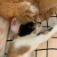catbarne
