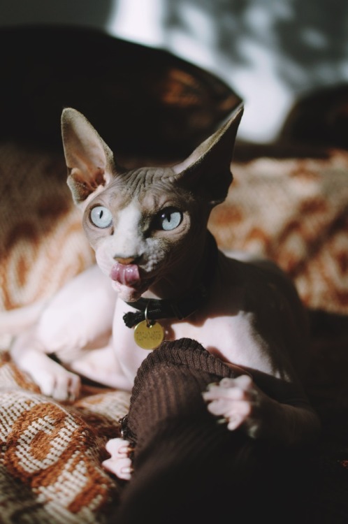 sphynx cat