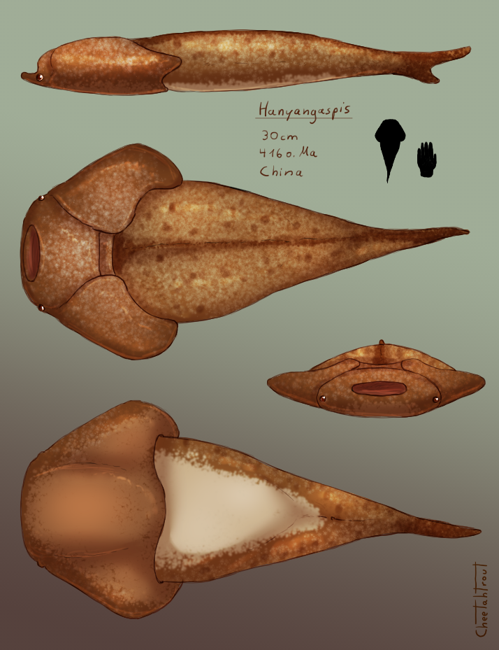 Was worried I wouldnt be able to finish anything in time for this weeks fish friday. I feared I would have to post that boring excel sheet of Ostracoderms instead.
But instead of that atrocity, I give you Hanyangaspis a flat but precious...