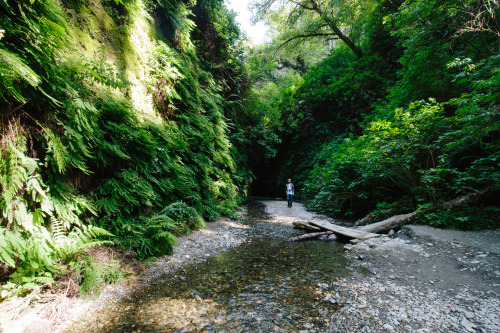 kasieisdell:  Fern Canyon California   I need to remember about the beautiful things.Like imagining the dance those green ferns make when the wind moves through them.I need to remember.