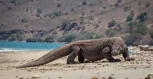 end0skeletal:The Komodo dragon (Varanus komodoensis), the largest species of lizard in the world, 