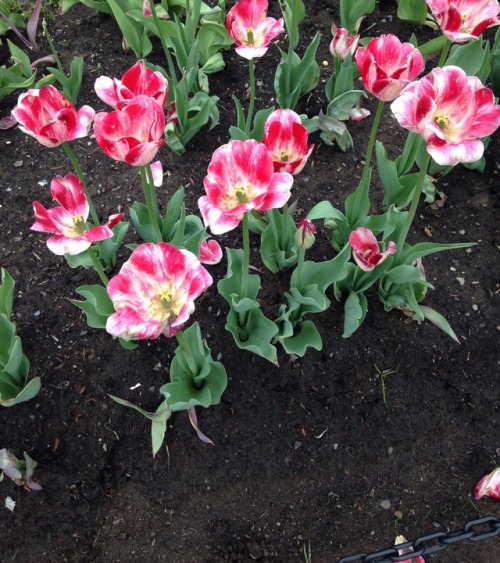 Porn photo celticknot65:  Tulip Fest May 2017, Albany,