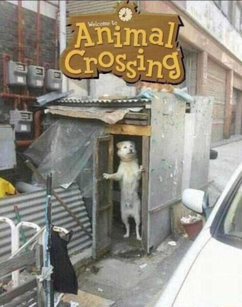 retrogamingblog:Animal Crossing on the Switch looking realistic af
