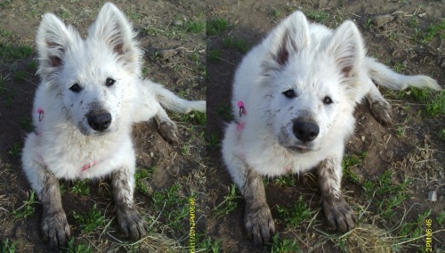 handsomedogs:JOYS OF MUDDBeeBee (BB), my White German Shepherd at 4 months (05/11/2013)