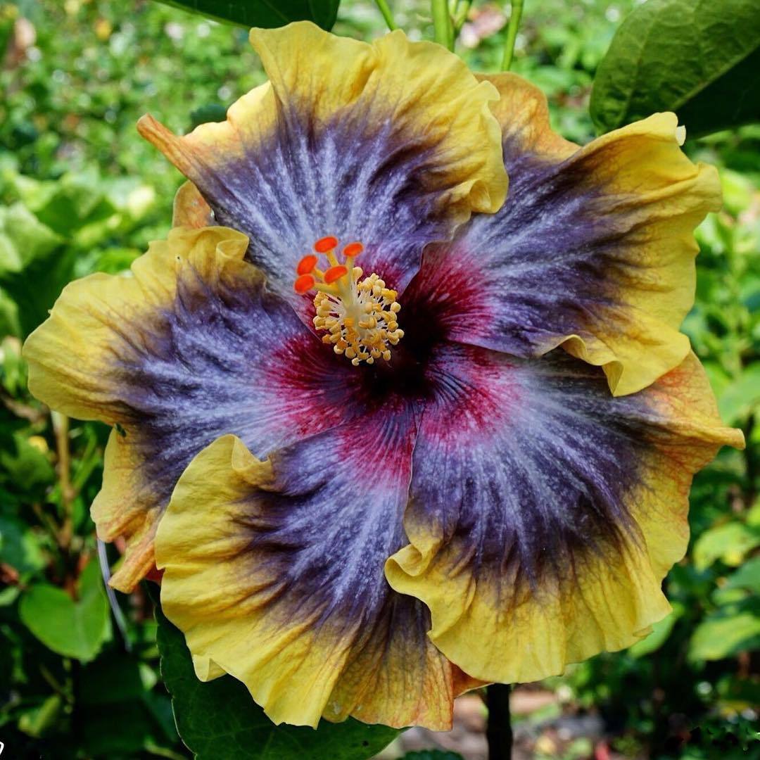 floralls:  Tropical Hibiscus II via  tezulaplants   