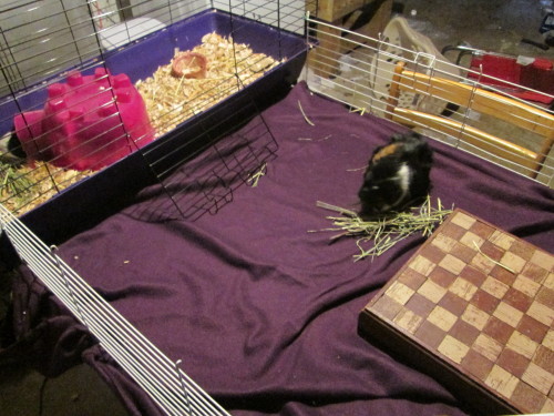 Piggy base has been established. Roxxi was crying so much when I was trying to get a hold of her to bring her out into the enclosure. :( I made sure to give her some hay to try and calm her down. I decided to leave Panda in for the time being to see if