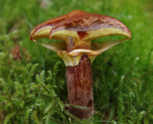 This is Suillus grevillei - the larch bolette. It always grows near larches. In Argyll it is often b