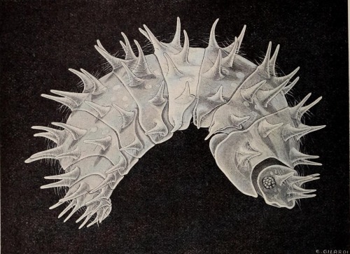 A spiky isopod (Akermania besucheti) with an illustration of what its outer shell looks like under e