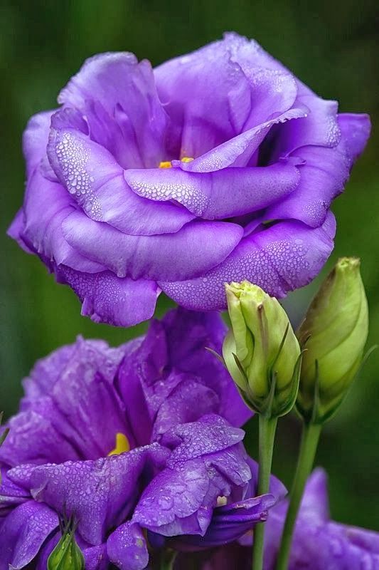 flowersgardenlove:  Lisianthus Beautiful 