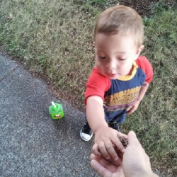 Picking pine cones for daddy #berlinbenjamin