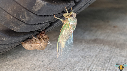 Dog-Day Cicada - Neotibicen canicularisWell, I hinted at this in a very important earlier post that 