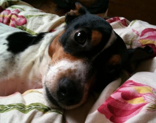 This is Lazlo. He is 7/8ths Jack Russell & 1/8 Jaguar.(submitted by Dalbergian) My first dog sub