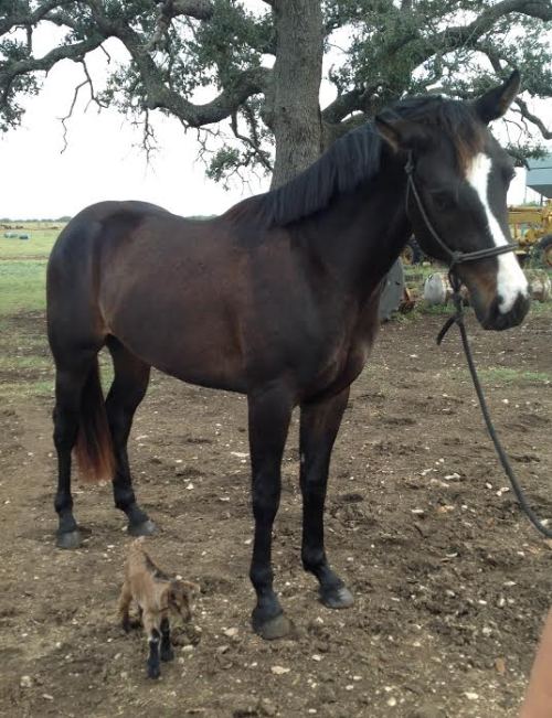 kuttithevangu:dreamsofdressage:Remind me to buy him his own goat i love photos of horses being 