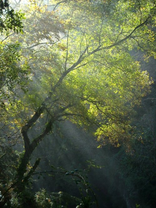 rivermusic:Magical tree in green by TinyWildPlease retain photo credits