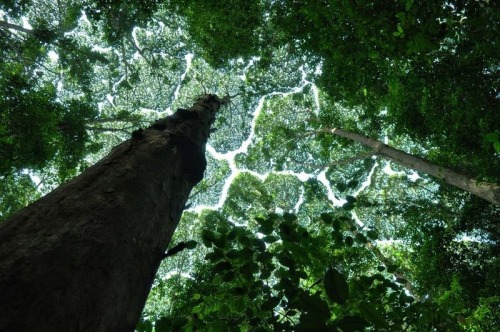 Crown Shyness.Crown shyness is a phenomenon observed in some tree species, in which the crowns of fu