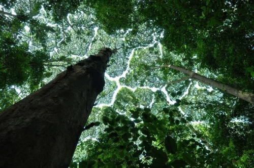 sharethyknowledge:Crown Shyness. Crown shyness is a phenomenon observed in some tree species, in w