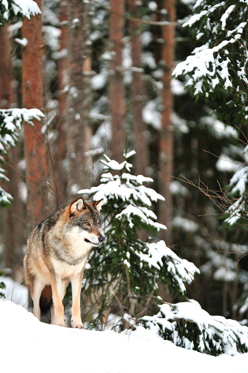 sisterofthewolves:  Picture by Yves Adams