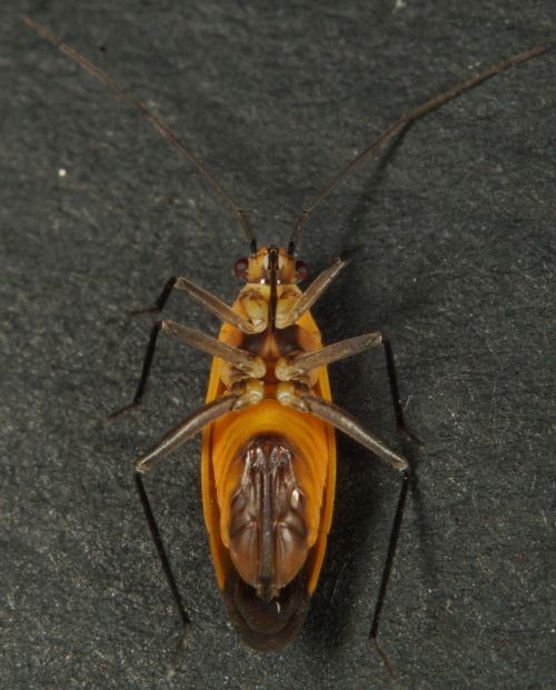 nycbugman:Lopidea sp.