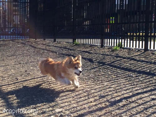 “I think I can… I KNOW I can… I CAN FLY!!!!!” Wksi again lives up to his AKC name, ‘Lost River I Can