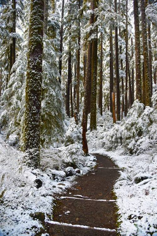 americasgreatoutdoors:Already a magical place, the dense forests of Olympic National Park in Washing