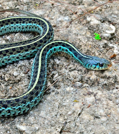 end0skeletal-undead:Blue Garter Snake   (Thamnophis sirtalis similis), Florida by  Josh Young   