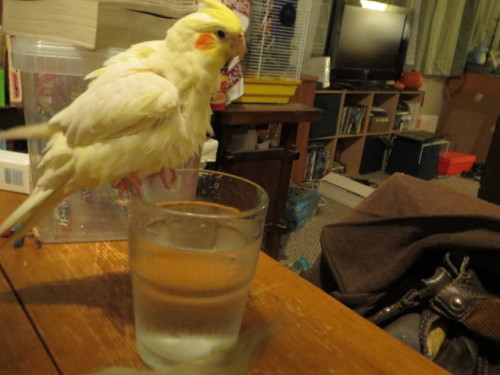 Bird idea of the day: bathing in a water glass even though there is a bath tupperware two feet away.
