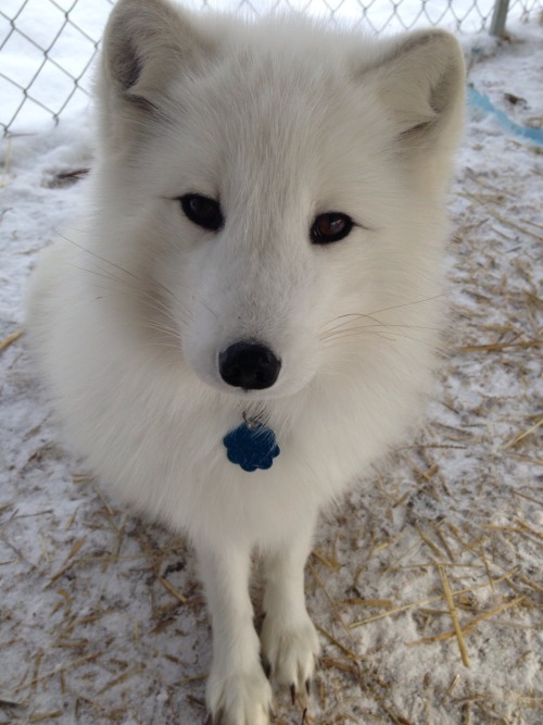 The Arctic Fox Toto