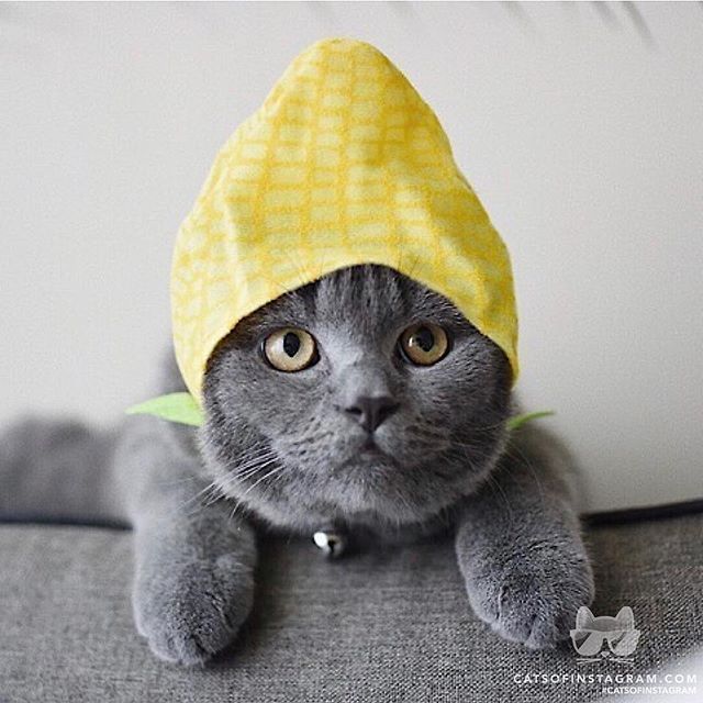 catsofinstagram:  From @catsofkaye: “When your human comes home with weird gifts,