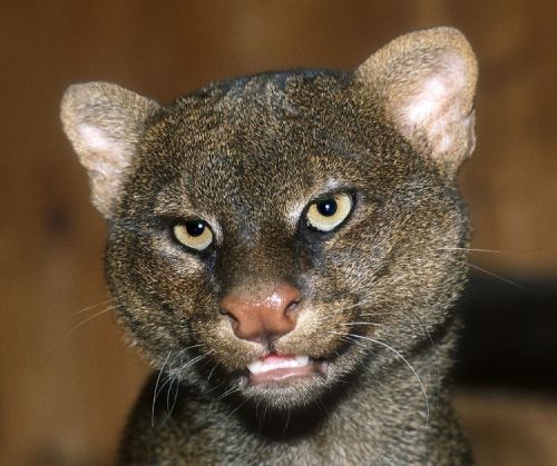 Jaguarundi&ldquo;Jaguarundi Puma yaguarondi are one of the strangest looking of the small cats, 