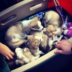 cutepetclub:  Just a wagon full of huskies