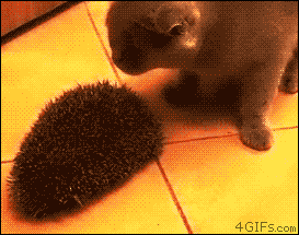 awwww-cute:  This new face-scratcher is great