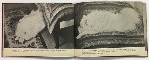 Sniejok the Samoyede dog was three years old when he wrote this book to teach dogs how to train thei