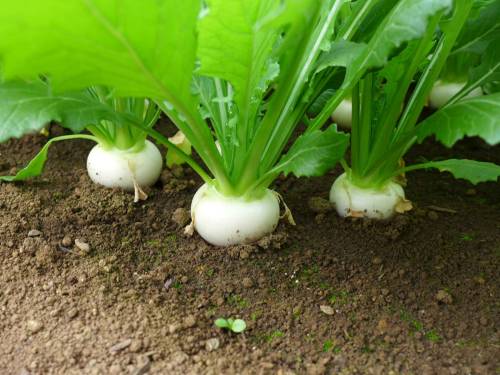yasainokatachi:川戸さんのかぶ横浜とれたて野菜